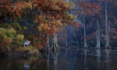 BigPicture « Autumn Cypress »